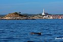 Rovinj and swimming dolphins